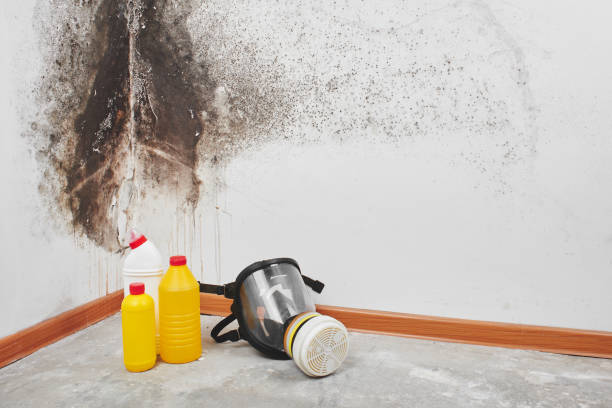 Best Attic Mold Remediation in Faith, NC