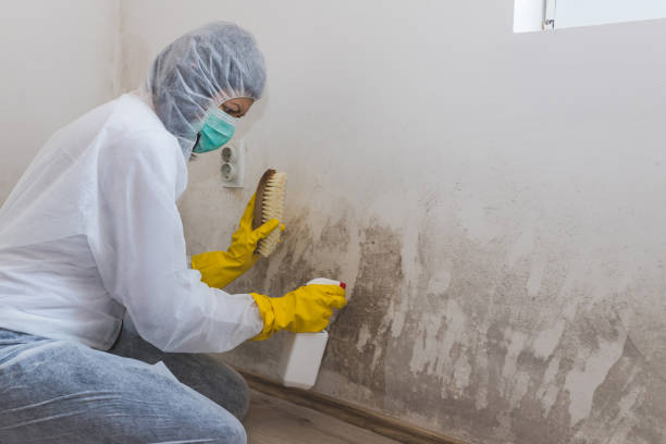 Best Bathroom Mold Remediation in Faith, NC