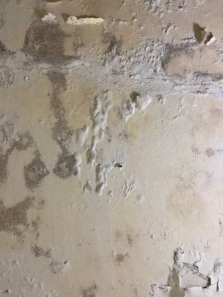 Best Residential Mold Remediation in Faith, NC