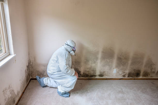 Best Attic Mold Remediation in Faith, NC