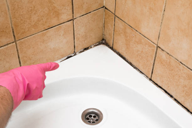 Best Health and Safety Mold Remediation in Faith, NC
